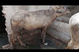 katta for sale qurbani 900 par kg  52.3R
