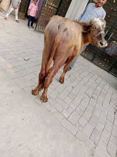 katta for sale qurbani 900 par kg  52.3R