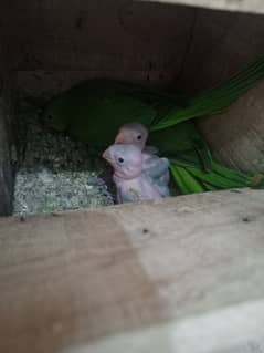 Pair