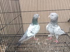 teddi pigeons | Golden | sialkoti | kamagar | pigeons For Sale