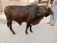 Wacha for sale 2 dant