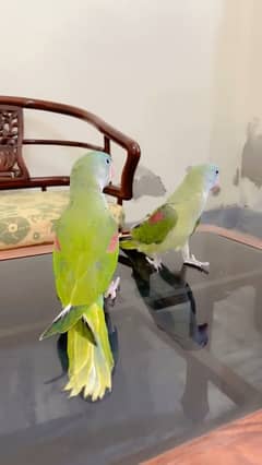 Raw Alexander Parrot Chick Pair For Sale