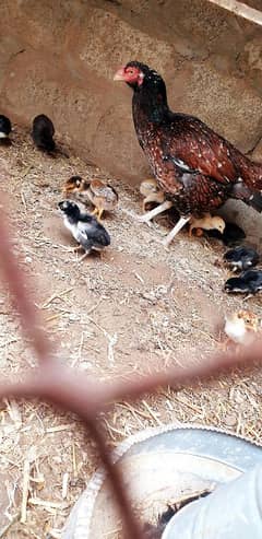 Aseel chick's