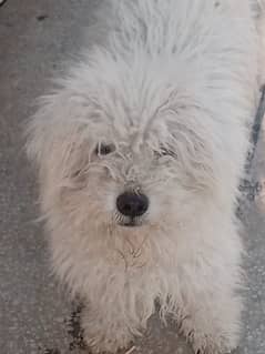 maltese
