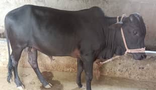 Qurbani wale wahray urgent for sale reasonable price