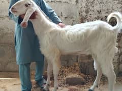 Bakra 2 dant