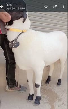 qurbani