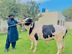 Sahiwal