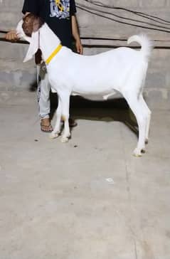 Bakra