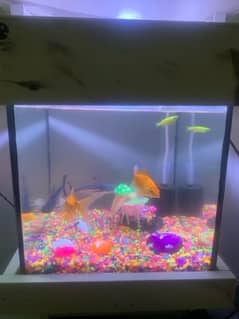 fish