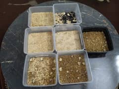 Mealworm,
