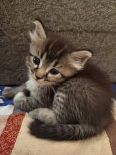 Kittens 3 baby