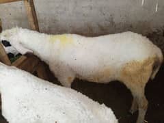 chatra for Qurbani
