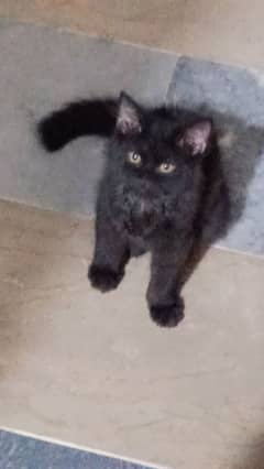 Persian cat for adoption