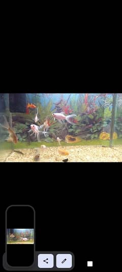 Aquarium with fishes for sale urgent