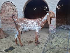 Makhi Cheeni females