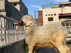 Mundra | bakra | Gulabi taddy bakra | chatra | بکری | Qurbani 2025