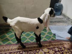 bakra
