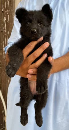 Black German Shepherd Female Pup