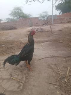 aseel breed Roster