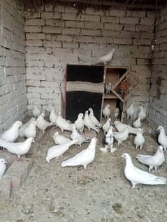 kabotar