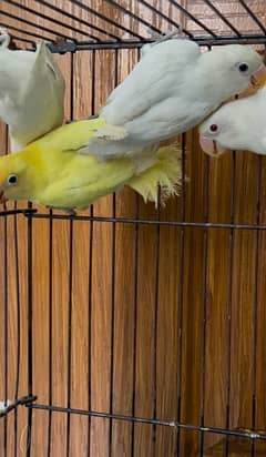 Lovebirds for sale