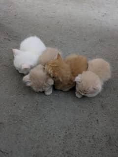 Persian kittens