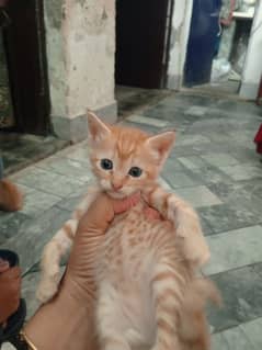 Persian cat 1 month age