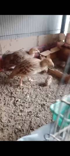 Irani pair with 3x chick only Rs 15000