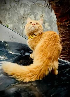 persian