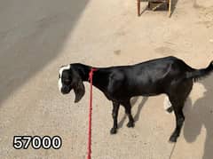Bakry for sale