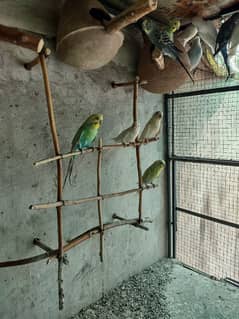 Budgie Parrots full pairs