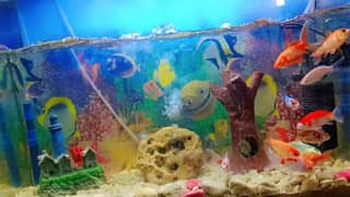 fish