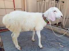 Chaki wala dumba ,pure white talagangi dunba, Sheep goat