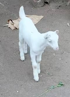 pure gulabi teda 3 month