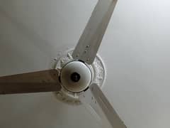 Pak Ceiling Fan