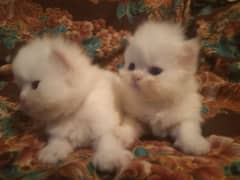 25 days pure Persian breed. . 2 Punch face kittens triple coat