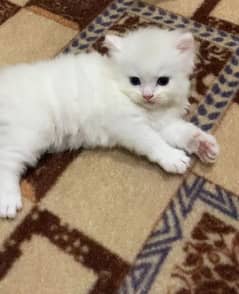 kittens punch face triple coated