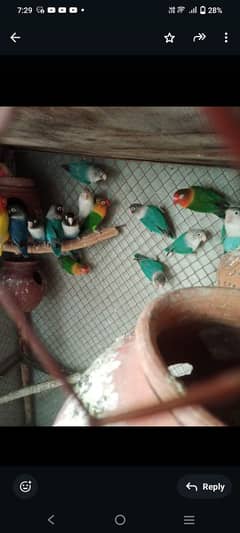 lovebarids