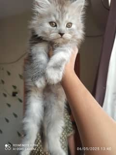 persian kitten male