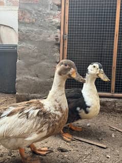 Desi Ducks
