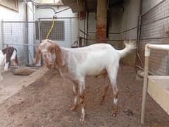bakra