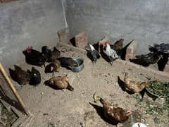 hen for sale 03220012508