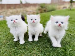 Persian kitten for sale