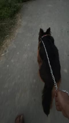 pedigree German shepherd |GSD Male| long coat dog/top quality
