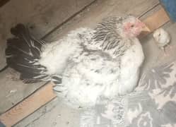 hens saling