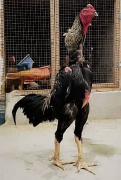 GERMAN O SHAMO WHATSAPP NO 03168035881