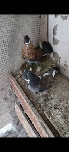 pigeons