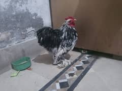 molted
