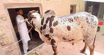 2 dant Cholishtani Bachra